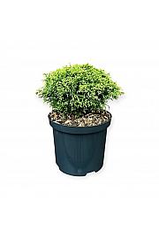 Chamaecyparis pisifera White Pygmy C2,5 Lit. 20-25 cm