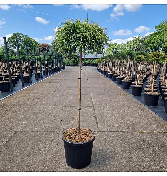 Chamaecyparis pisifera Sungold C11 Lit. Na steblu 75 cm
