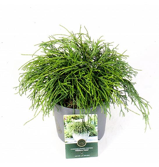 Chamaecyparis pisifera Filifera Nana C2,5 Lit. 20-25 cm