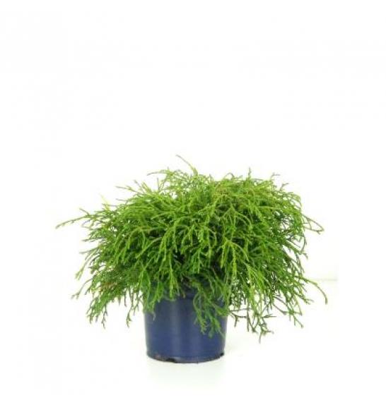 Chamaecyparis pisifera Filifera Nana C1 Lit. 15-20 cm