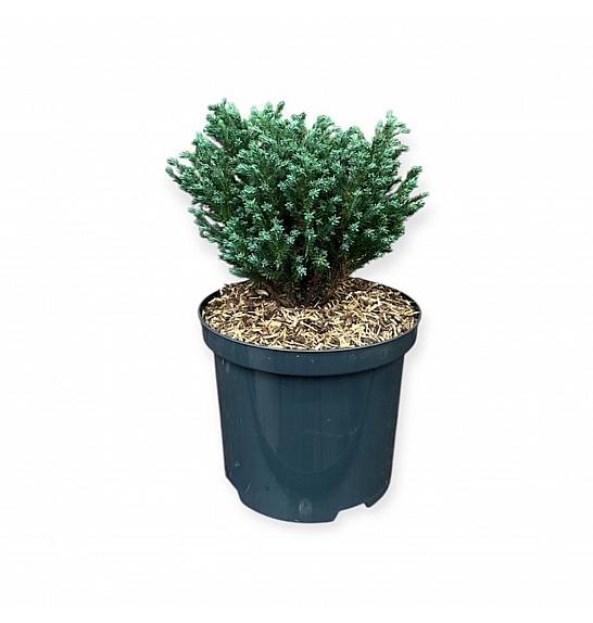 Chamaecyparis pisifera Blue Moon ᴾᴮᴿ C2,5 Lit. 20-25 cm