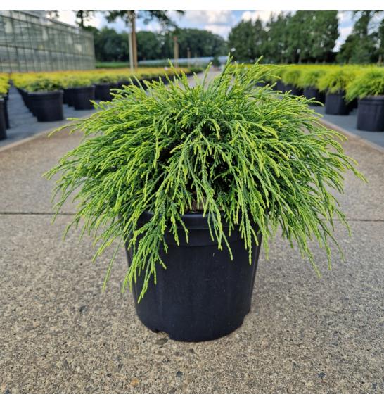 Chamaecyparis pisifera Sungold C8 Lit. 30-40 cm