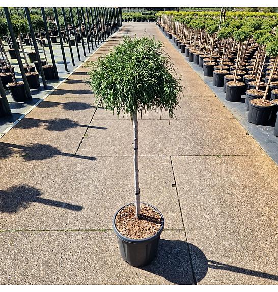 Chamaecyparis pisifera Sungold C15 Lit. Na steblu 75 cm