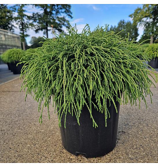Chamaecyparis pisifera Filifera Nana C8 Lit. 30-40 cm