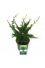 Chamaecyparis obtusa Teddy Bear C2,5 Lit. 20-25 cm