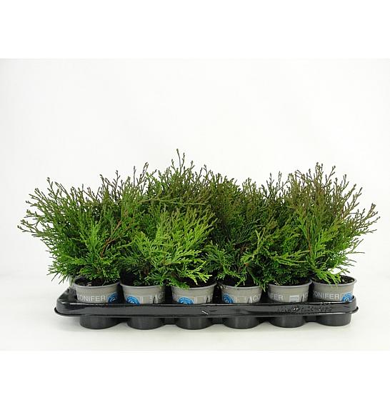 Chamaecyparis obtusa Pygmaea Ø9