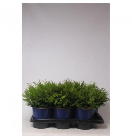 Chamaecyparis obtusa Pygmaea C2 Lit. 20-30 cm