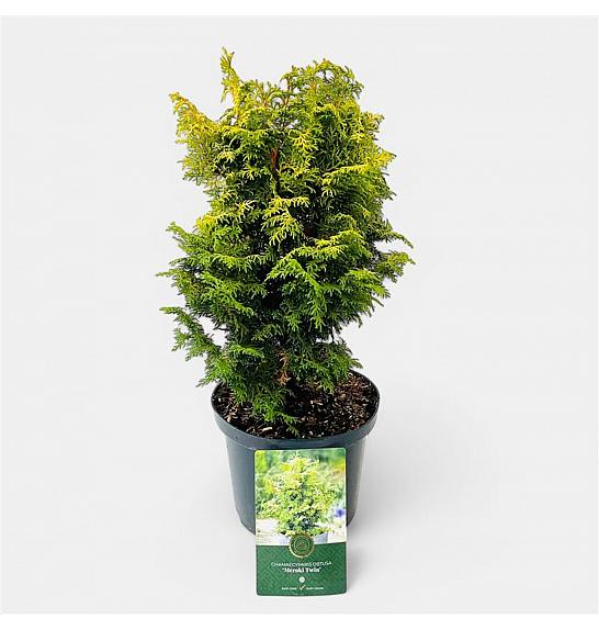Chamaecyparis obtusa Meroki Twin C2,5 Lit. 20-25 cm