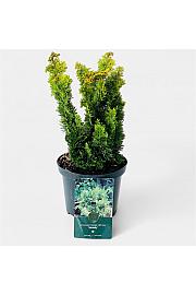 Chamaecyparis obtusa Meroki Twin C2,5 Lit. 20-25 cm