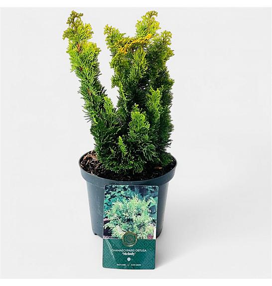 Chamaecyparis obtusa Meroki Twin C2,5 Lit. 20-25 cm