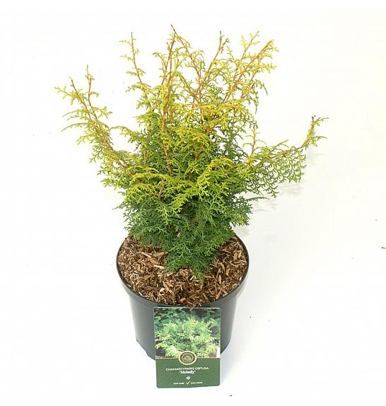 Chamaecyparis obtusa Lucas ᴾᴮᴿ C2,5 Lit. 25-30 cm