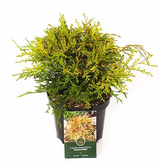 Chamaecyparis obtusa Kamarachiba C2,5 Lit. 20-25 cm
