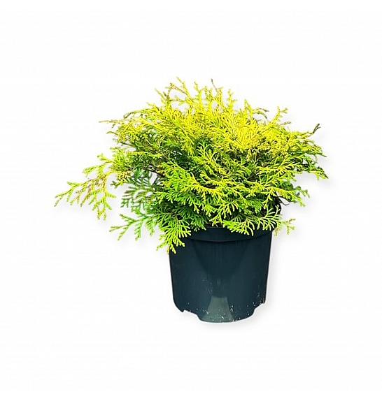Chamaecyparis obtusa Kamarachiba C2,5 Lit. 20-25 cm