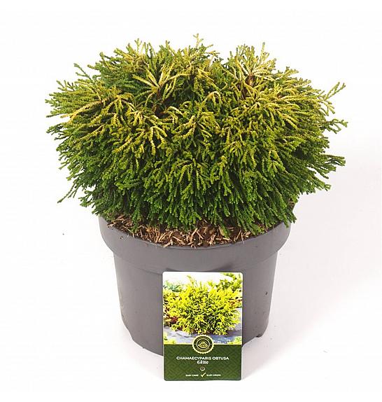 Chamaecyparis obtusa Gitte C5 Lit. 25-30 cm