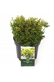 Chamaecyparis obtusa Gitte C2,5 Lit. 20-25 cm