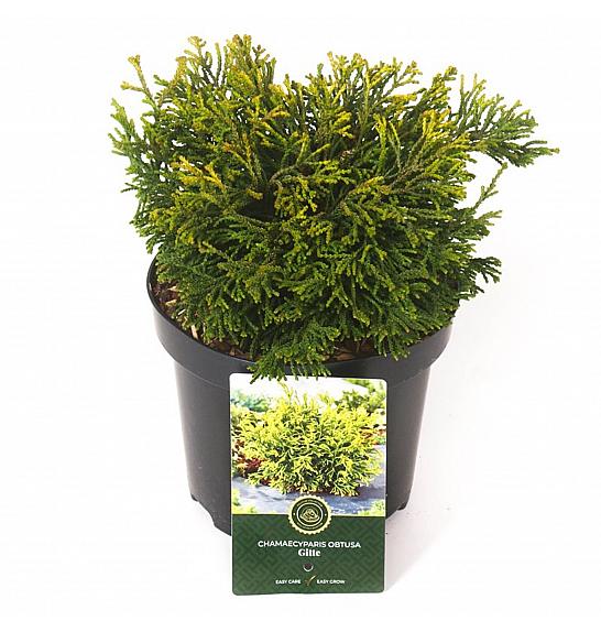 Chamaecyparis obtusa Gitte C2,5 Lit. 20-25 cm