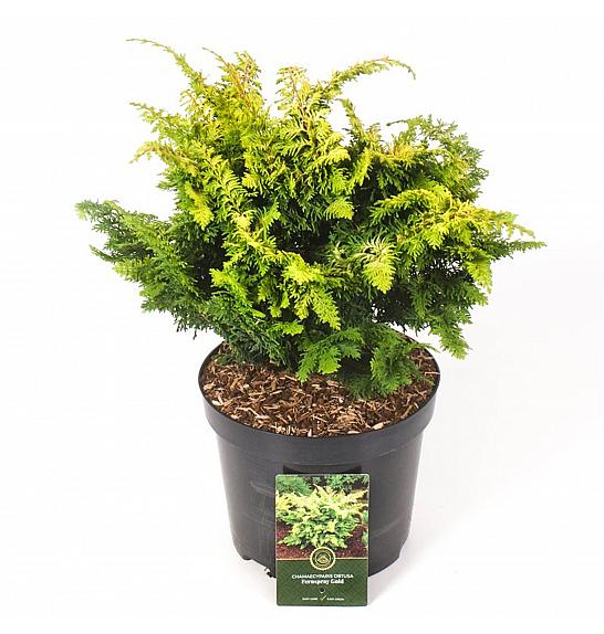 Chamaecyparis obtusa Fernspray Gold C5 Lit. 30-40 cm
