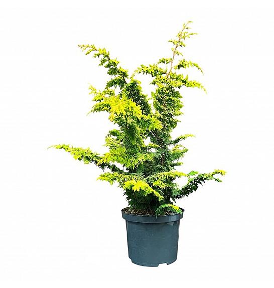 Chamaecyparis obtusa Fernspray Gold C5 Lit. 30-40 cm