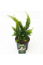 Chamaecyparis obtusa Fernspray Gold C2,5 Lit. 25-30 cm