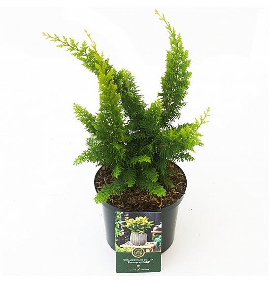 Chamaecyparis obtusa Fernspray Gold C2,5 Lit. 25-30 cm
