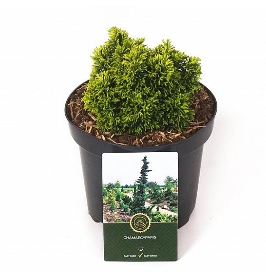 Chamaecyparis obtusa Butterball C2,5 Lit. 15-20 cm