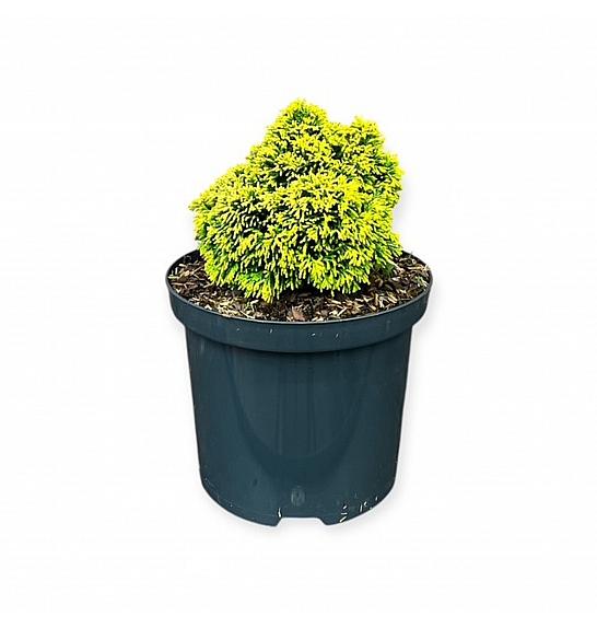 Chamaecyparis obtusa Butterball C2,5 Lit. 15-20 cm