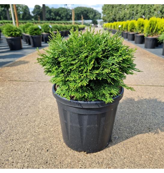 Chamaecyparis obtusa Pygmaea C8 Lit. 30-35 cm