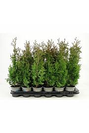 Chamaecyparis lawsoniana Wisselii Ø9