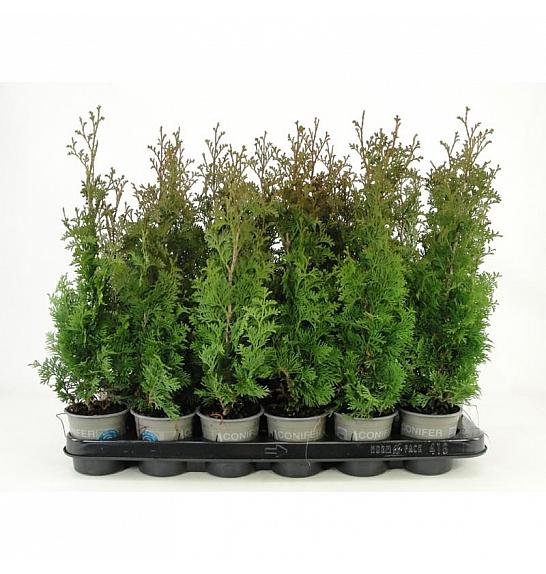 Chamaecyparis lawsoniana Wisselii Ø9