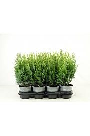 Chamaecyparis lawsoniana White Spot Ø11