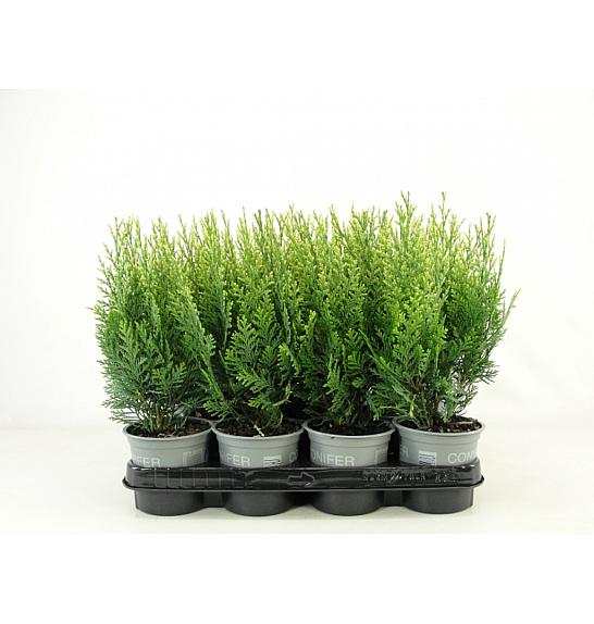 Chamaecyparis lawsoniana White Spot Ø11
