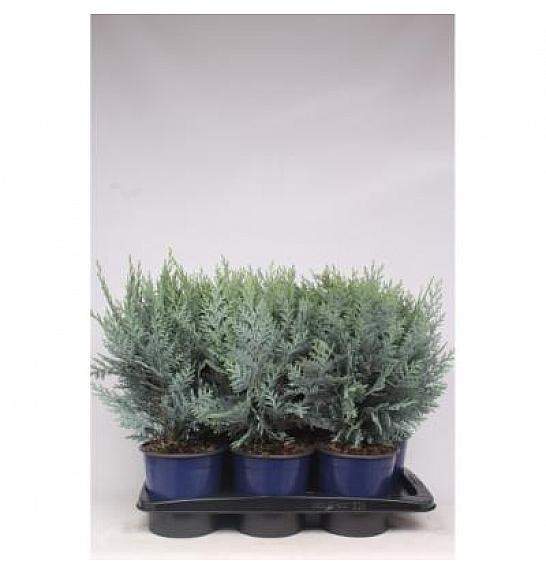 Chamaecyparis lawsoniana van Pelt's Blue C2 Lit. 30-40 cm