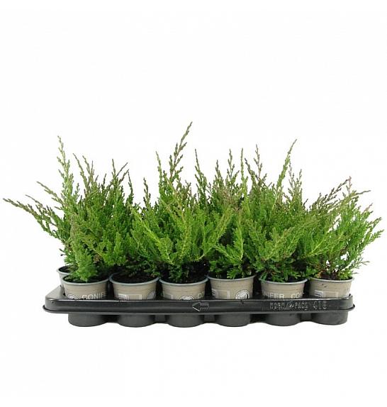 Chamaecyparis lawsoniana Sunkist Ø9