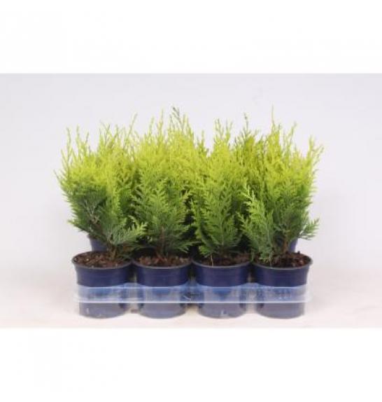 Chamaecyparis lawsoniana Stardust Ø11 10-15 cm