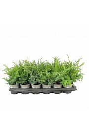 Chamaecyparis lawsoniana Snow White Ø11