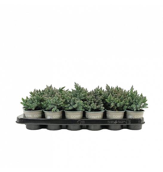 Chamaecyparis lawsoniana Robusta Ø9