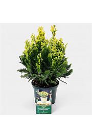 Chamaecyparis lawsoniana Pygmaea Argentea C2,5 Lit. 20-25 cm