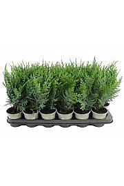 Chamaecyparis lawsoniana Pelts Blue Ø9