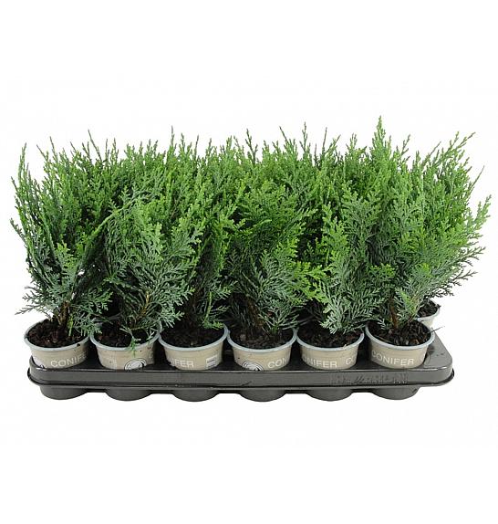 Chamaecyparis lawsoniana Pelts Blue Ø9