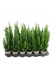 Chamaecyparis lawsoniana Pelts Blue Ø9