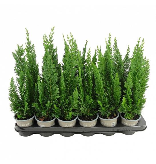 Chamaecyparis lawsoniana Pelts Blue Ø9