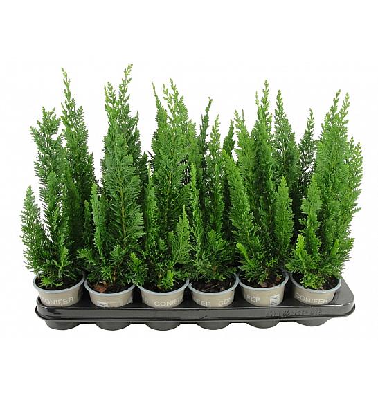 Chamaecyparis lawsoniana Little Spire Ø9