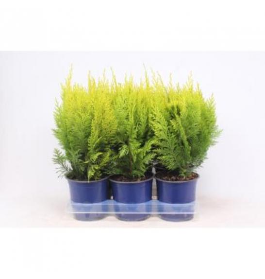 Chamaecyparis lawsoniana Ivonne Ø 15 20-30 cm