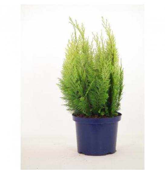 Chamaecyparis lawsoniana Ivonne C5 Lit. 40-60 cm