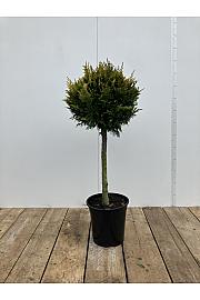 Chamaecyparis lawsoniana Ivonne C10 Lit. Na steblu 60 cm; Krošnja 40 cm