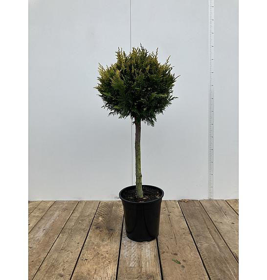 Chamaecyparis lawsoniana Ivonne C10 Lit. Na steblu 60 cm; Krošnja 40 cm