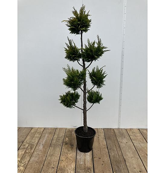Chamaecyparis lawsoniana Ivonne C10 Lit. 120-140 cm Pon pon