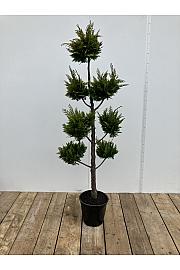 Chamaecyparis lawsoniana Ivonne C10 Lit. 100-120 cm Pon pon