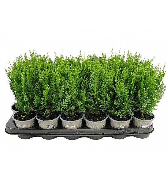 Chamaecyparis lawsoniana Green Pillar Ø9