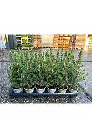 Chamaecyparis lawsoniana Ellwoodii Ø11